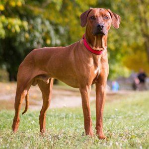 Meet your Posher, Ann